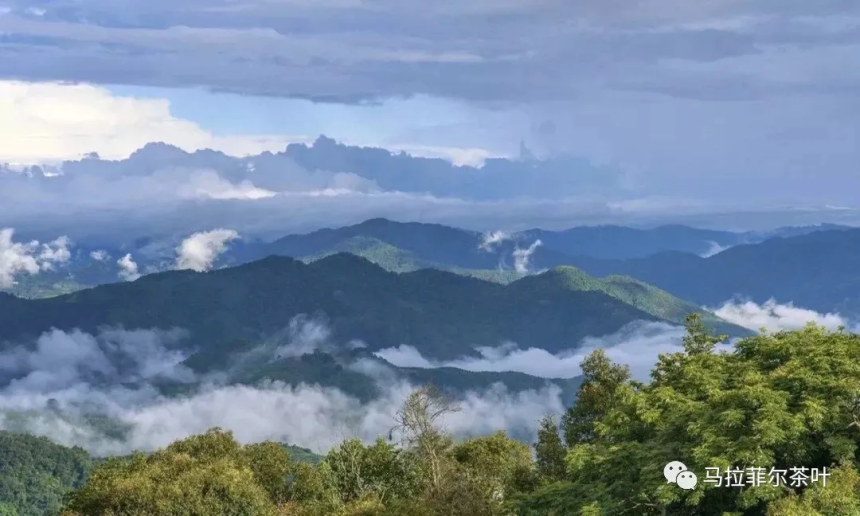 新六大茶山——勐宋